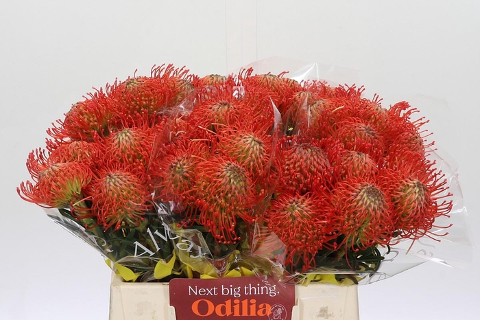 <h4>Nutans Succession</h4>