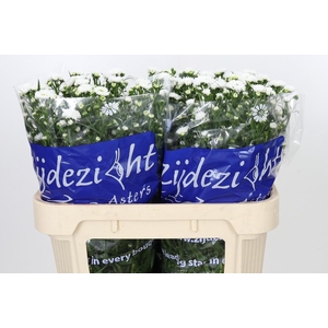 Aster Cassy