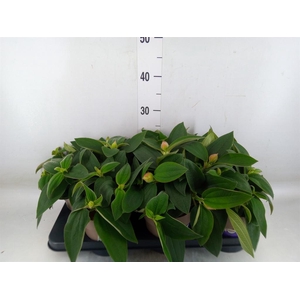 Tibouchina urvilleana 'Rich Blue'