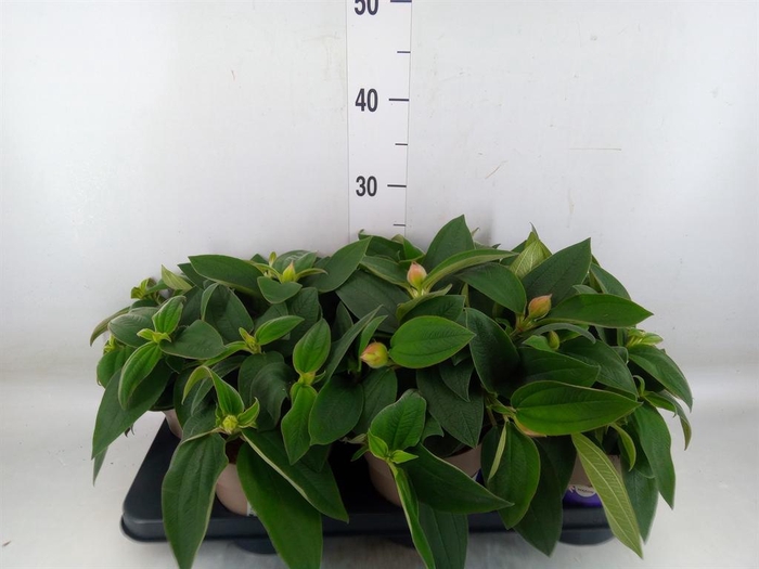 <h4>Tibouchina urvilleana 'Rich Blue'</h4>