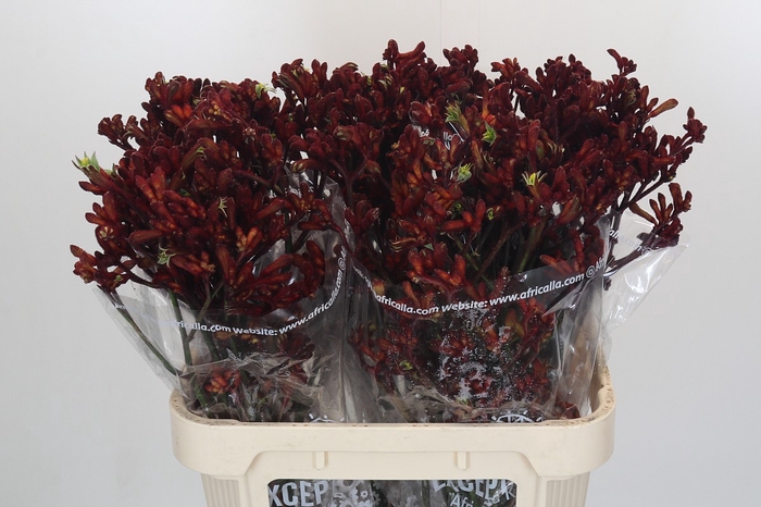 <h4>Anigozanthos Early Spring</h4>