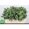 Pittosporum Ilan