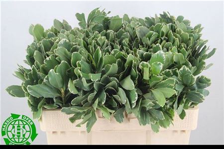 Pittosporum Ilan