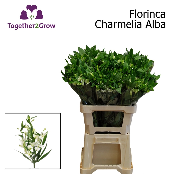 <h4>Alstr Florinca Charmelia Alba Extra</h4>