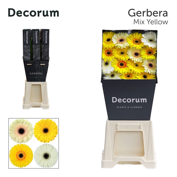 <h4>Gerbera Mix Yellow Diamond</h4>