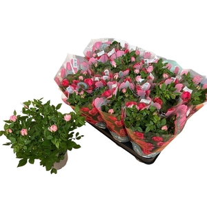 Rosa Harmonie Kordana