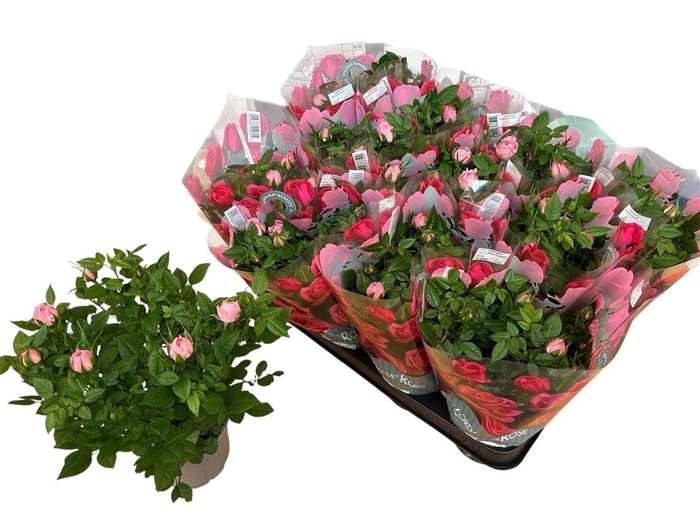<h4>Rosa Harmonie Kordana</h4>