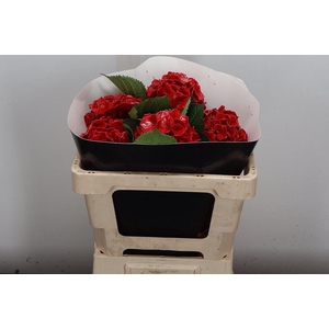 Wax Hydrangea Hydr Wax Paars XL
