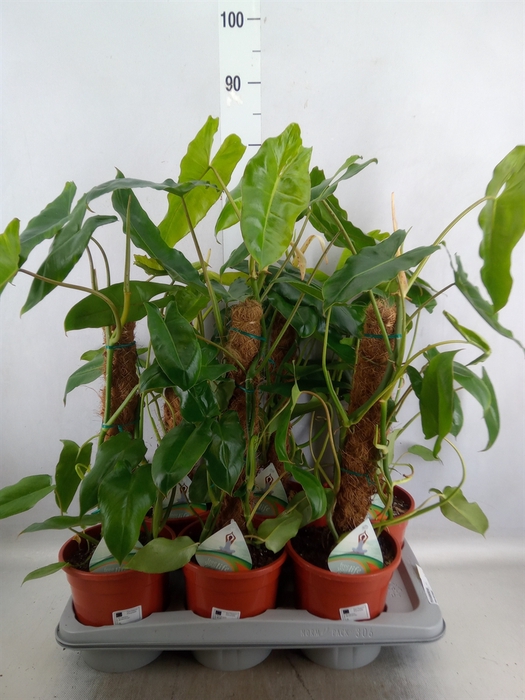 <h4>Philodendron   ...</h4>