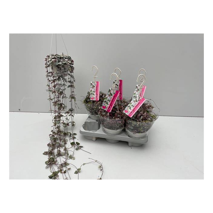 <h4>Ceropegia woodii Variegata 14Ø 65cm</h4>