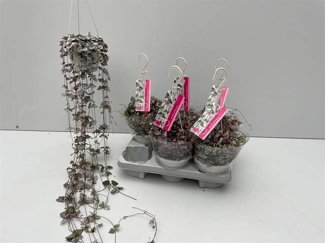 Ceropegia woodii Variegata 14Ø 65cm