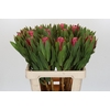 Protea Brenda