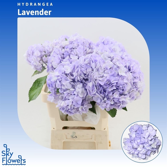 Hydrangea Soft Lavender