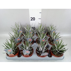 Haworthia fasciata 'Alba'
