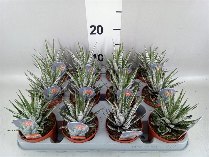 <h4>Haworthia fasciata 'Alba'</h4>