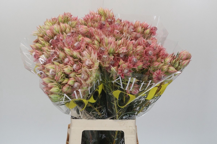 <h4>Blushing Bride Bridal Pink</h4>