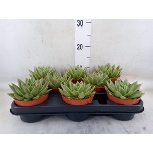 Echeveria  'Miranda'