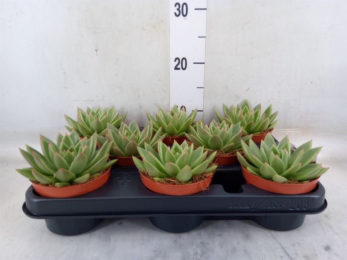 <h4>Echeveria  'Miranda'</h4>