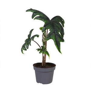 ALOCASIA HYBRID p12 Jacklyn