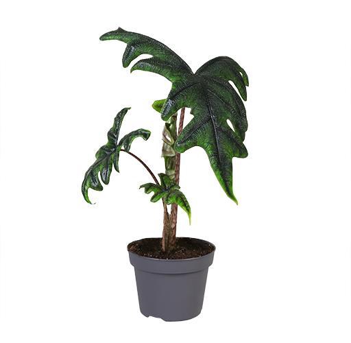 <h4>ALOCASIA HYBRID p12 Jacklyn</h4>