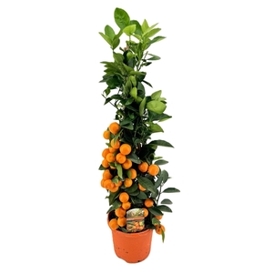 Citrus calamondin piramide