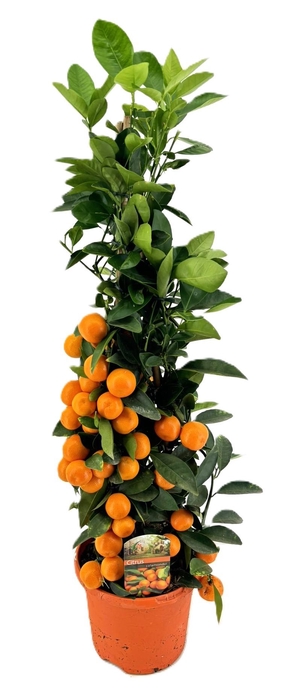 <h4>Citrus calamondin piramide</h4>