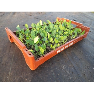 de Gier Groenteplanten 108 Kool Groene kool - 140 planten