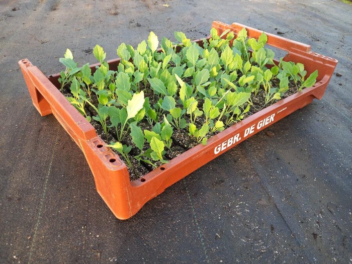 <h4>de Gier Groenteplanten 108 Kool Groene kool - 140 planten</h4>