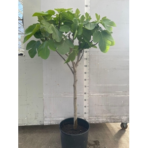 FICUS CARICA