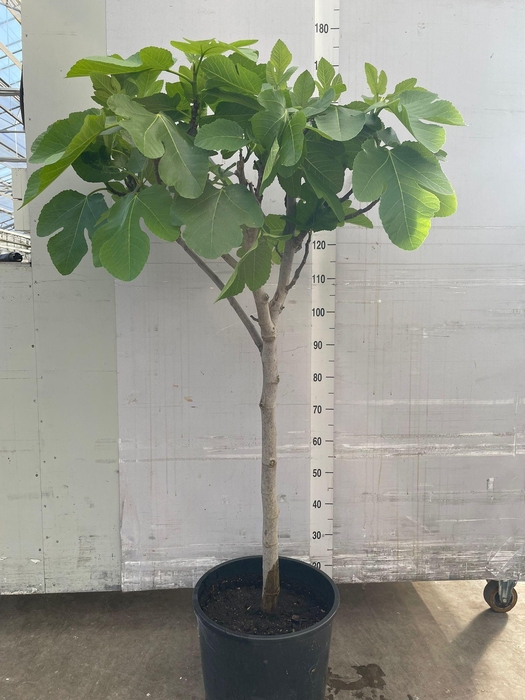 <h4>FICUS CARICA</h4>