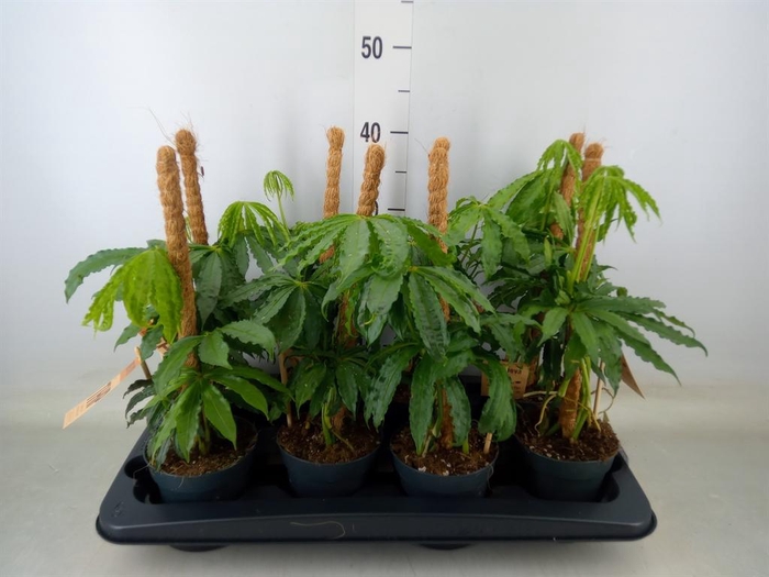 <h4>Anthurium   ...</h4>