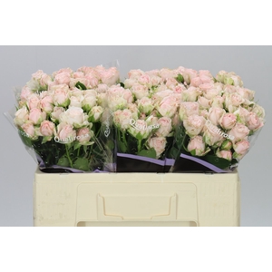Rosa Tr Bombastic