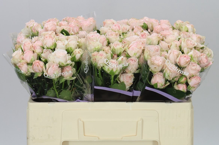 <h4>Rosa Tr Bombastic</h4>