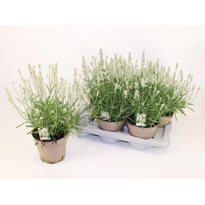 LAVAN AN AROMA WHITE