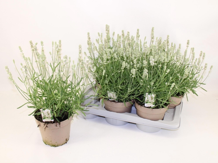 <h4>LAVAN AN AROMA WHITE</h4>