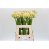 Agapanthus Gletsjer