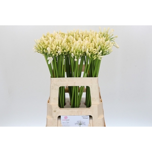 Agapanthus Gletsjer