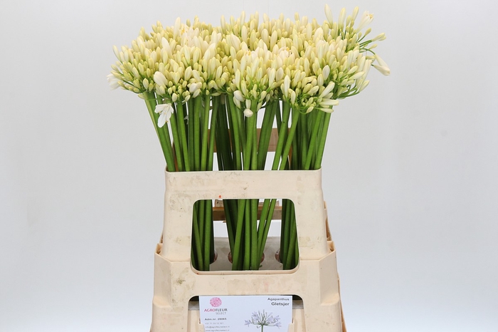 Agapanthus Gletsjer