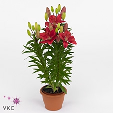 Lilium Buzzer