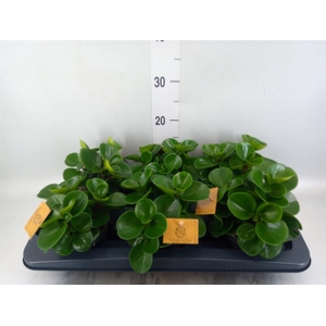Peperomia obt. 'Green Gold'