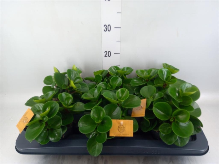 <h4>Peperomia obt. 'Green Gold'</h4>