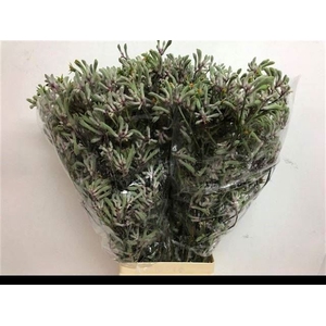 ANIGOZ LILAC QUEEN X20