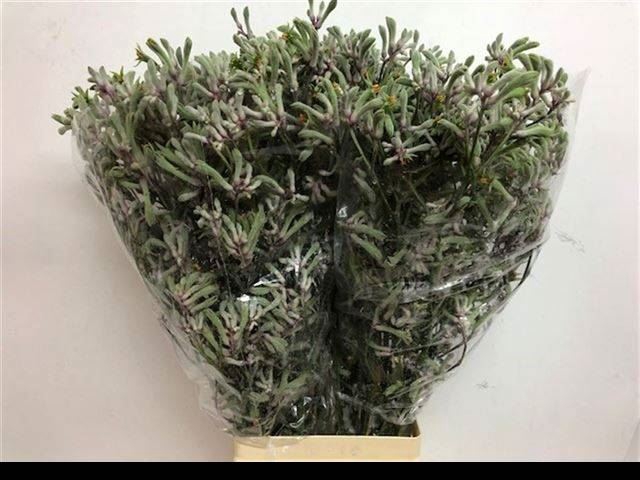 <h4>ANIGOZ LILAC QUEEN X20</h4>