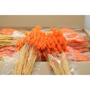 Lagurus Oranje X30