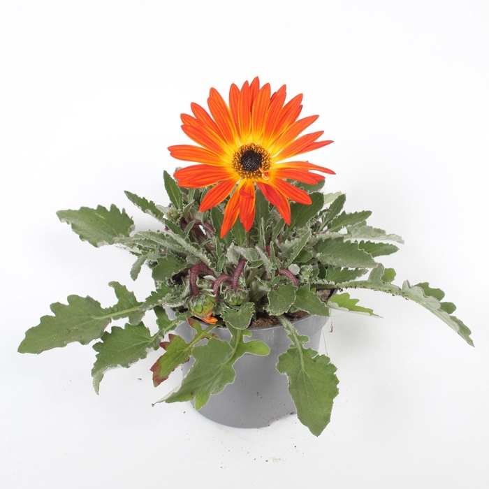 <h4>Arctotis Opera Fire p12</h4>