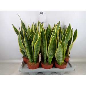Sansevieria trifa. 'Laurentii'