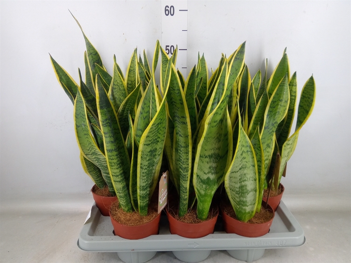 <h4>Sansevieria trifa. 'Laurentii'</h4>