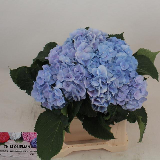 <h4>HYDR M CH VERENA BL</h4>