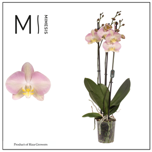 Mimesis Phal. Rainbow - 3 spike 12cm