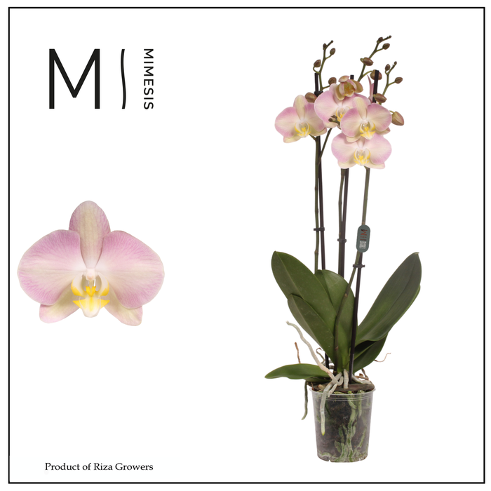 <h4>Mimesis Phal. Rainbow - 3 spike 12cm</h4>